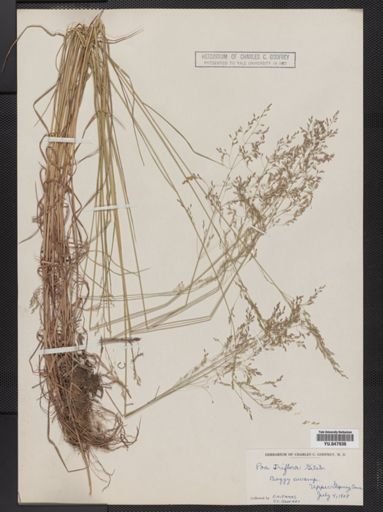 Poa palustris