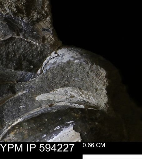 undet. Bivalvia