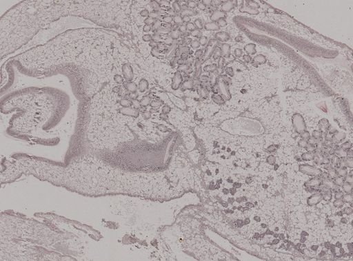 Crassostrea virginica