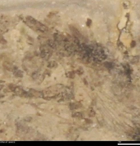 undet. Insecta