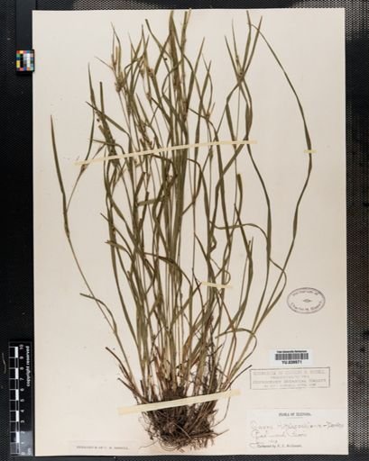 Carex hitchcockiana