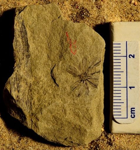 Annularia stellata