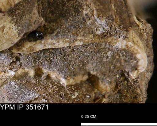 undet. Bivalvia