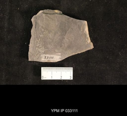 Mormolucoides articulatus