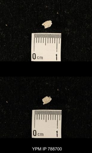 taxon undetermined