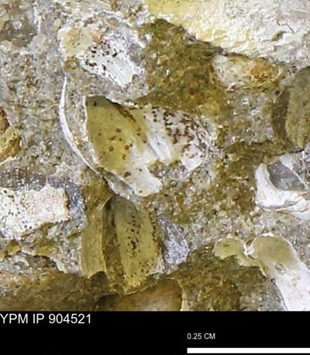 Corbulamella?