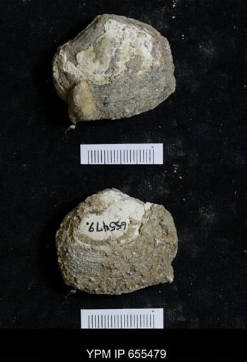 Nymphalucina occidentalis