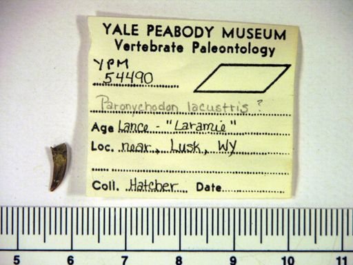Paronychodon lacustris?