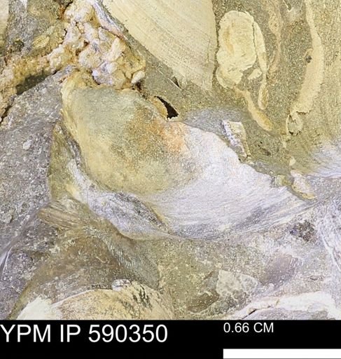 Protocardia?