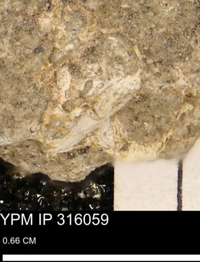 undet. Gastropoda