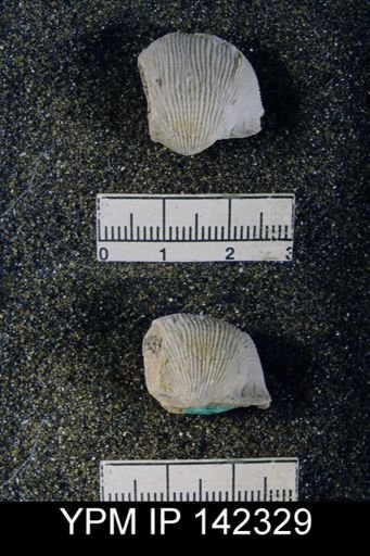 Productus (Linoproductus) sp.