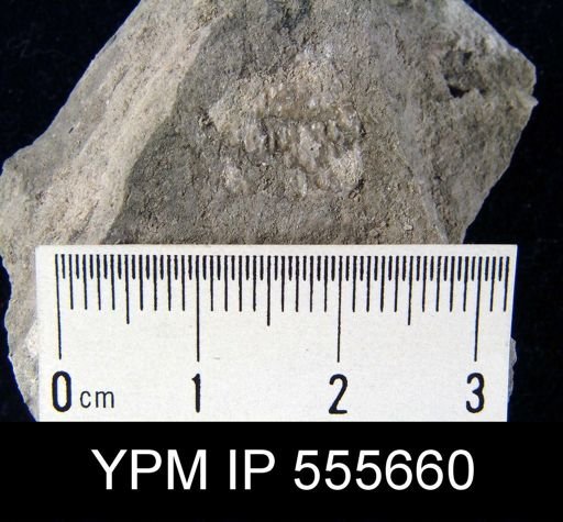 Pustula nebrascensis