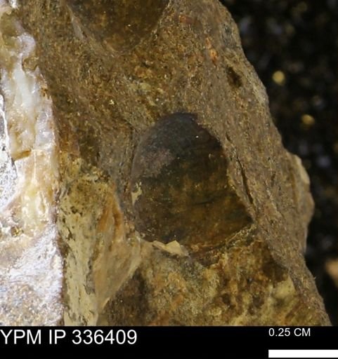 undet. Mollusca