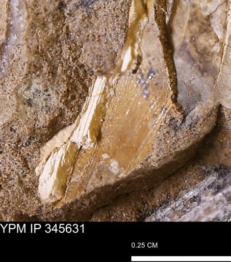 undet. Bivalvia
