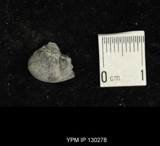 Eldredgeops rana