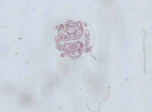 Prenolepis imparis