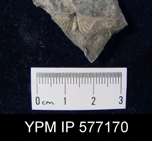 Mucrospirifer sp.