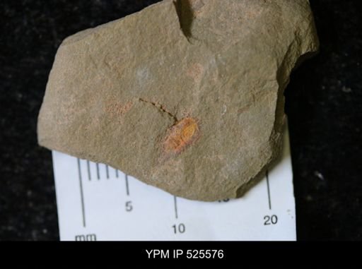 undet. Synziphosurina