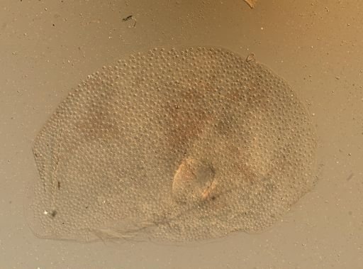 Lagisca impatiens
