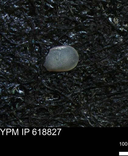 undet. Ostracoda