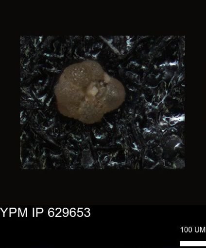 undet. Foraminiferida