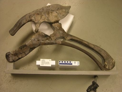 Camptosaurus dispar