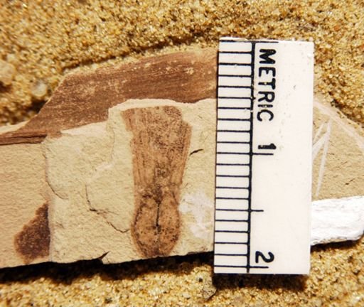 Fraxinopsis major
