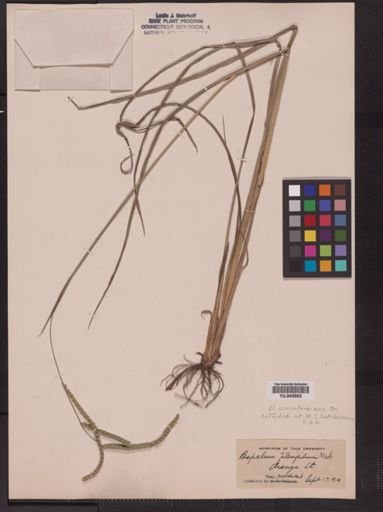 Paspalum circulare