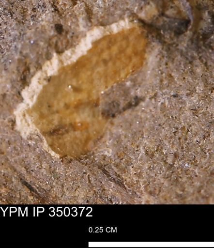 undet. Mollusca