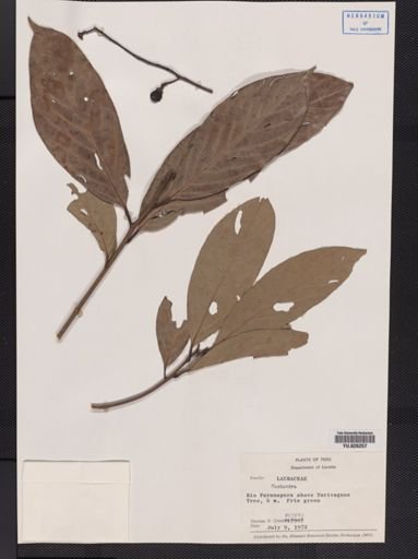 Nectandra