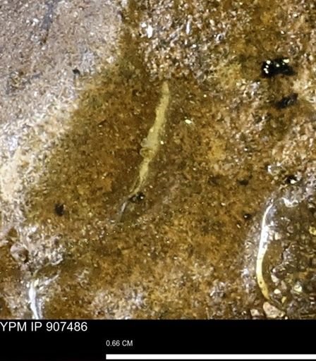 undet. Mollusca