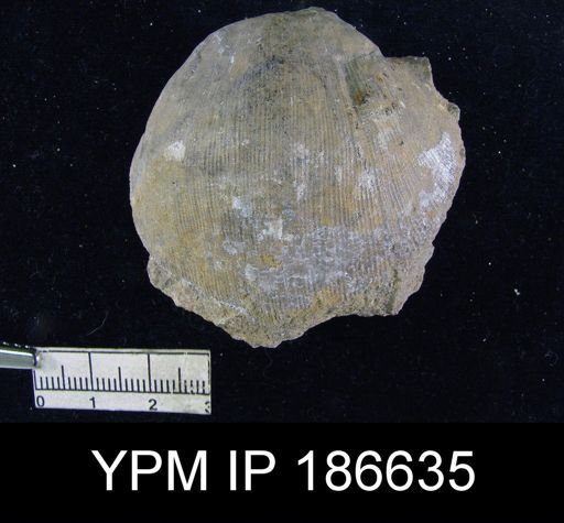 Derbya sp.