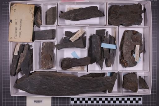 mixed taxa, stratigraphic collection