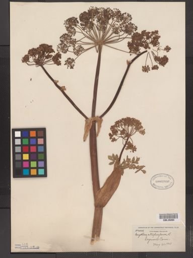 Angelica atropurpurea