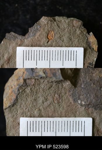 undet. Stylophora