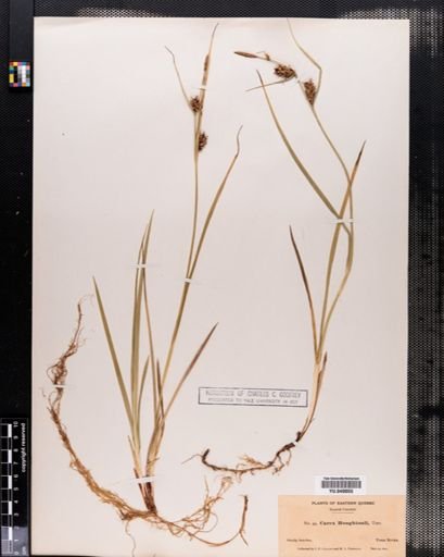 Carex houghtonii