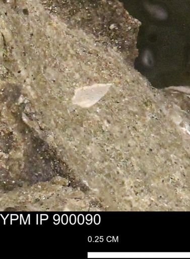 undet. Mollusca