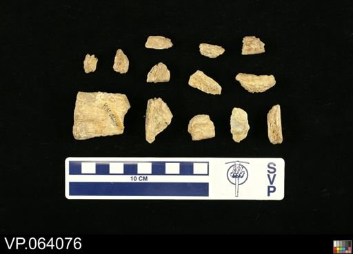 undet. Mosasauridae