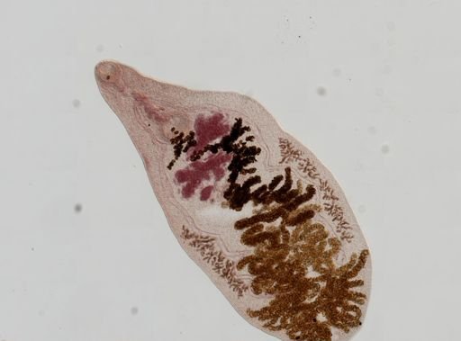 Dicrocoelium dendriticum