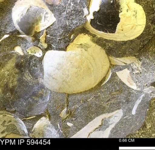 Protocardia sp.