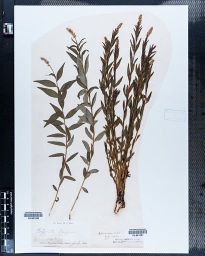 Polygala senega