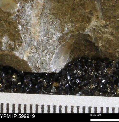 undet. Bivalvia