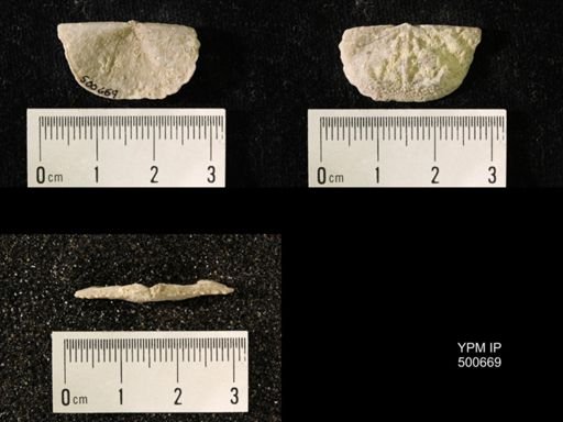 Chonetes granulifer meekanus