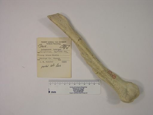 Teleoceras fossiger