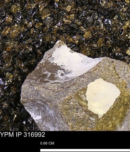 Phelopteria sp.