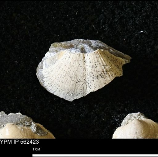 Parallelodon (Cosmetodon) sp.