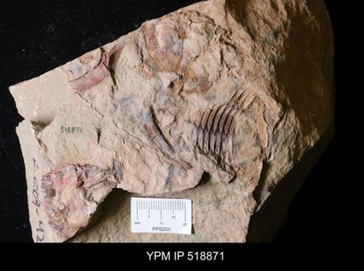 undet. Asaphidae