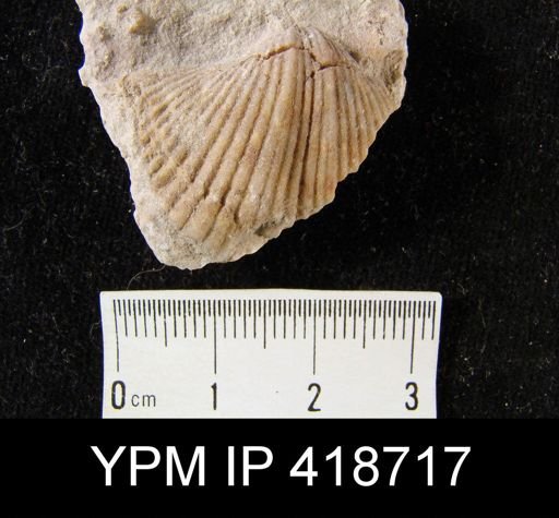 undet. Spiriferidae