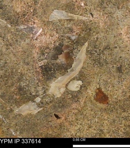 undet. Mollusca