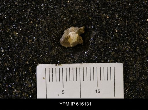 Protocardia subquadrata